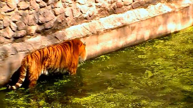 Молодые красавцы - тигры смотреть онлайн