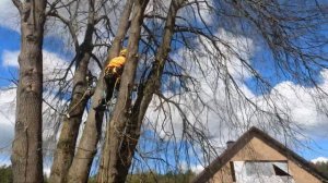 Арбористика‼️Обрезка крупных многоствольных лип? Arboristics‼️Pruning large multi-stemmed lindens?