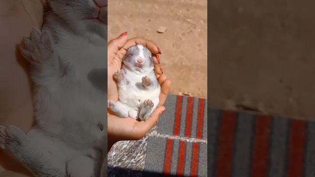 nalla urakathila?#viral #rabbit #sleep #sleeping #sleepmusic #viralshort #shortsvideo