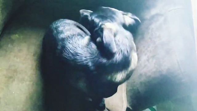 Влог_29.06.19_Возвращение домой блудной дочери/ Собака ревнует меня к детям!!! 😧 смотреть онлайн