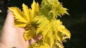 Бузина черная Golden  Tayer.