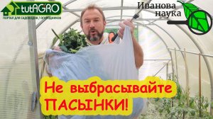 НИ В КОЕМ СЛУЧАЕ НЕ ВЫБРАСЫВАЙТЕ ПАСЫНКИ! 4 способа эффективного использование пасынков.