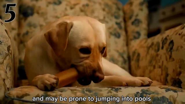 Labrador Retriever Owners: Unsolved problems
