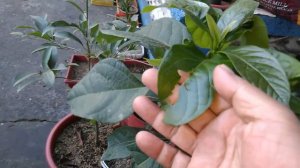 Distorted/Curled Avocado leaves