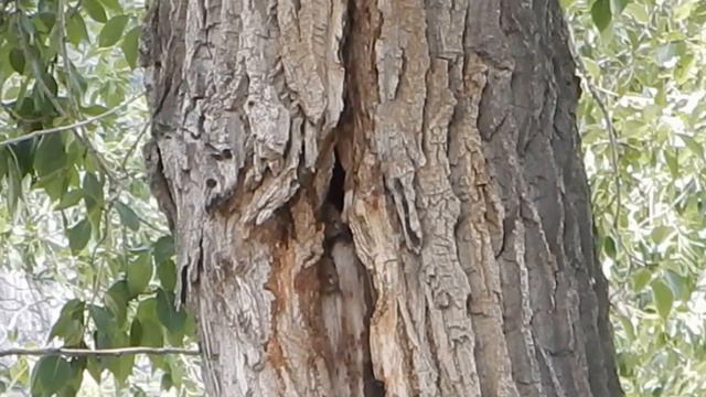 Соседи. Катунь-Чуя 05.07.16 смотреть онлайн