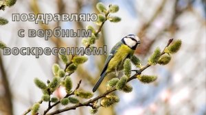 Красивое поздравление с вербным воскресением!