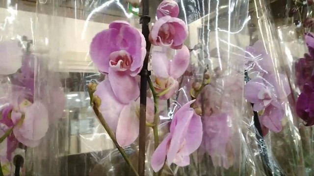 ЛЕРУА. СТАВРОПОЛЬ . смотреть онлайн