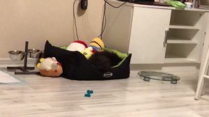 Милый черный мини шпиц играет, смешно бегает. Смешные животные. Милый щенок. Приколы. Ржака.