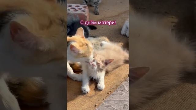 Мамочки, с днём матери! #деньмамы #мама #кот