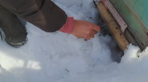 Первые результаты зимовки пчёл на воле 2024