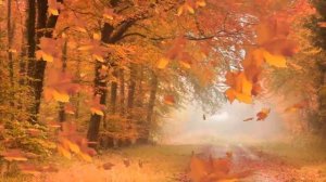 Осенний лес. Футажи для видеомонтажа