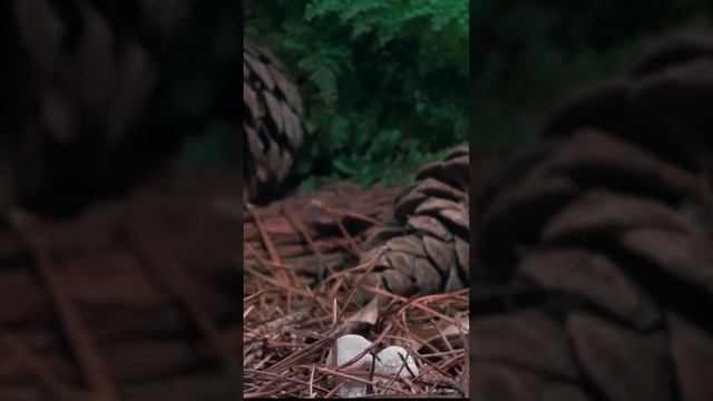 ?? Mushroom Magic: Nature's Master Decomposers at Work ??