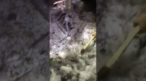 Охота с лайками на хорька!!