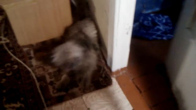 Не очень пугливый пес смотреть онлайн