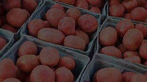 Синяя Картошка Сорт