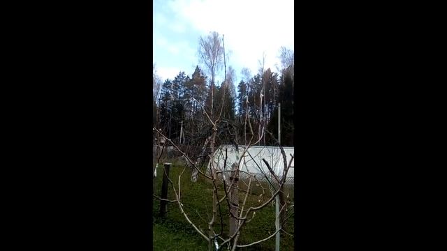 Саженцы или крупномеры плодовых - что лучше посадить, чтобы получить надёжное долговечное дерево?