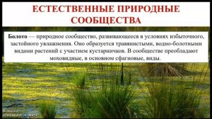 Понятие о природном сообществе. Смена природных сообществ