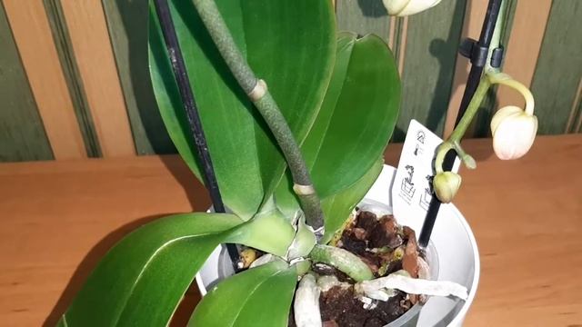 ОРХИДЕЯ НА ДУГЕ. Королевская белая орхидея. Орхидея Phalaenopsis Ikaria