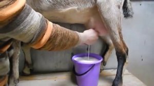 Доение нубийской козы Пилюни.