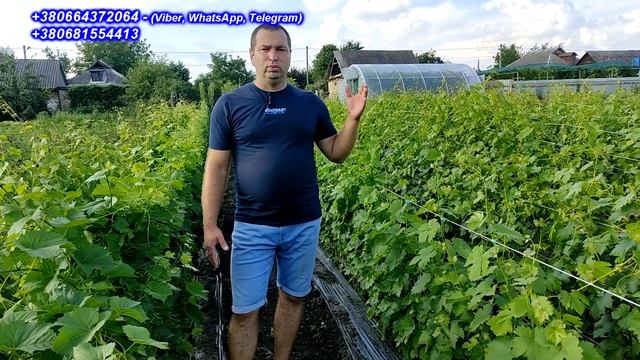 Розпочато прийом замовлень на саджанці винограду 2023