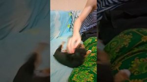 той терьер в 2 месяца