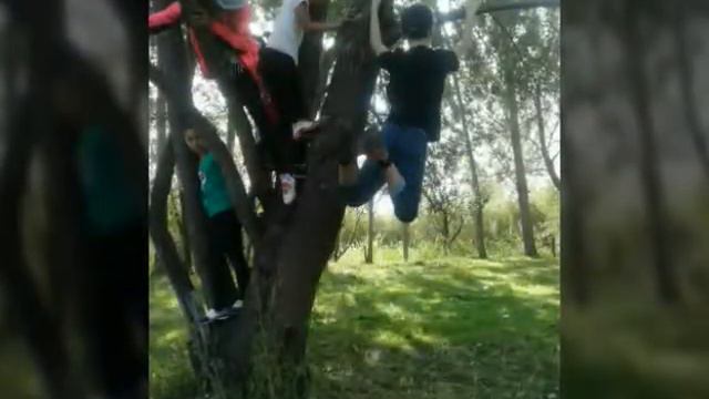 Лащию по деревьям с друзьями люблю целую смотреть онлайн