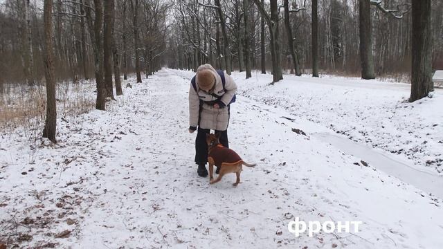 Трюковая дрессировка бультерьера. Минибуль Дан.