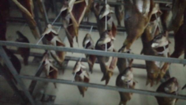 Вялка целой рыбы за 12 часов до влажности 62%? На камерах вяления (сушки) рыбы УВР-5 это реальность смотреть онлайн