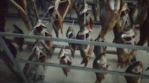 Вялка целой рыбы за 12 часов до влажности 62%? На камерах вяления (сушки) рыбы УВР-5 это реальность