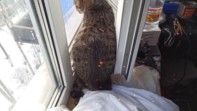 Дневник Животных. Кошки Пуся, Кисуня. Кот Тасик. 22.03.21 смотреть онлайн