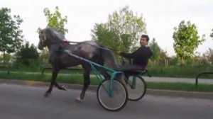 Гомельские цыгане великие коневоды