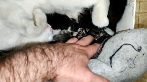 Клеца кошка родила котят✅ Рассматриваю пополнение✅ Кошка защищает своих котят❗❗❗