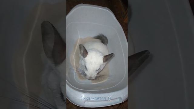 Как моются шиншиллы и почему в песке? #shorts смотреть онлайн