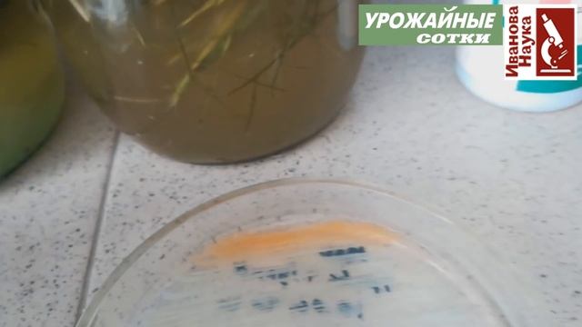 Главный СЕКРЕТ лучшего натурального удобрения всех времен! Оптимизация рецепта зеленого удобрения.