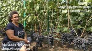 Кишмиш Ребекка - селекция Гречко М.А. (виноградник Пузенко Натальи Лариасовны)