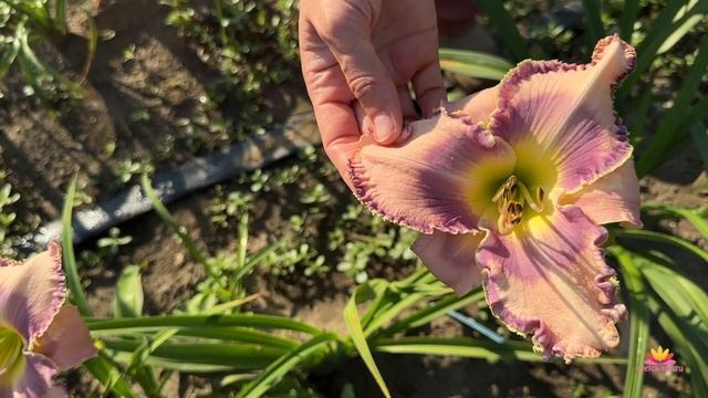 Сеянцы лилейников Ворошиловой. Часть 6 / Сад Ворошиловой смотреть онлайн