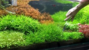 АКВАРИУМ 250 л - 5 месяцев | УДОБРЕНИЯ AQUAYER - дозировки | ФИЛЬТР OASE BioMaster
