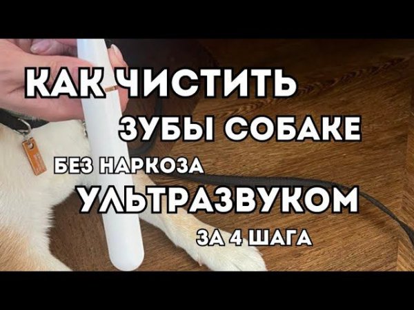Как чистить зубы собаке без наркоза, ультразвуком за 4 шага #дрессировка