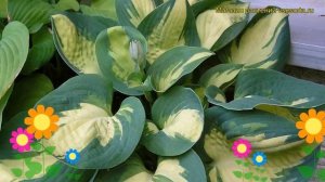 Хоста гибридная Попкорн. Краткий обзор, описание характеристик hosta hybridum Popcorn