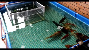 Разведение и выращивание малька Кои. Первый опыт. Кратко..mkv