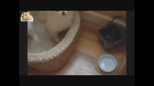 10 лучших видео - Померанский шпиц 10. Funniest Pomeranian Videos