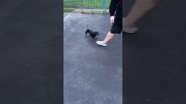 Наша утренняя прогулка с Таксой ❤️☀️🐶 смотреть онлайн