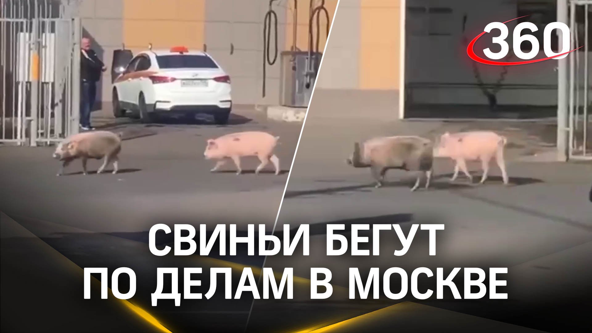 Симпатичные свиньи попали на видео в Новой Москве