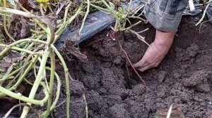 Батат. Сорт Сливочный шаньдунский. Отличная урожайность и компактность.