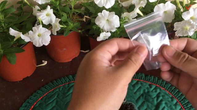Paano Magtanim ng Petunia Grandiflora Hulahoop смотреть онлайн
