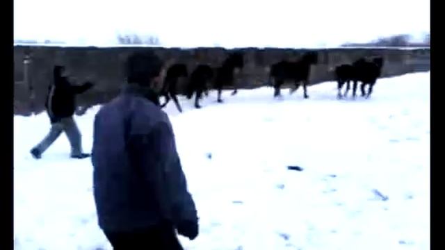 Отлов диких жеребят в деревне смотреть онлайн