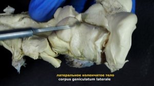 промежуточный мозг (diencephalon)