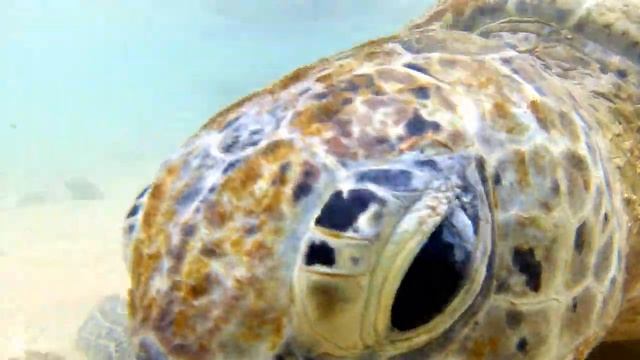 Шри-Ланка. Погладь морскую черепаху смотреть онлайн