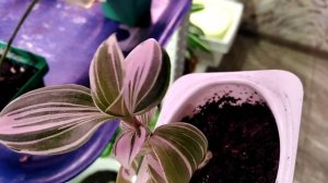 4 ноября 2022г. ПРОБЕЖИМСЯ ПО ЦВЕТОЧКАМ обзор