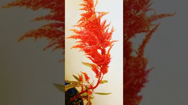 How to Grow Cocks Comb/ Marga Kalgi/ Celosia Flower plant.